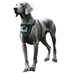 Arnés elegante de perro Kurgo Tru-Fit con montaje en cámara, medio, negro